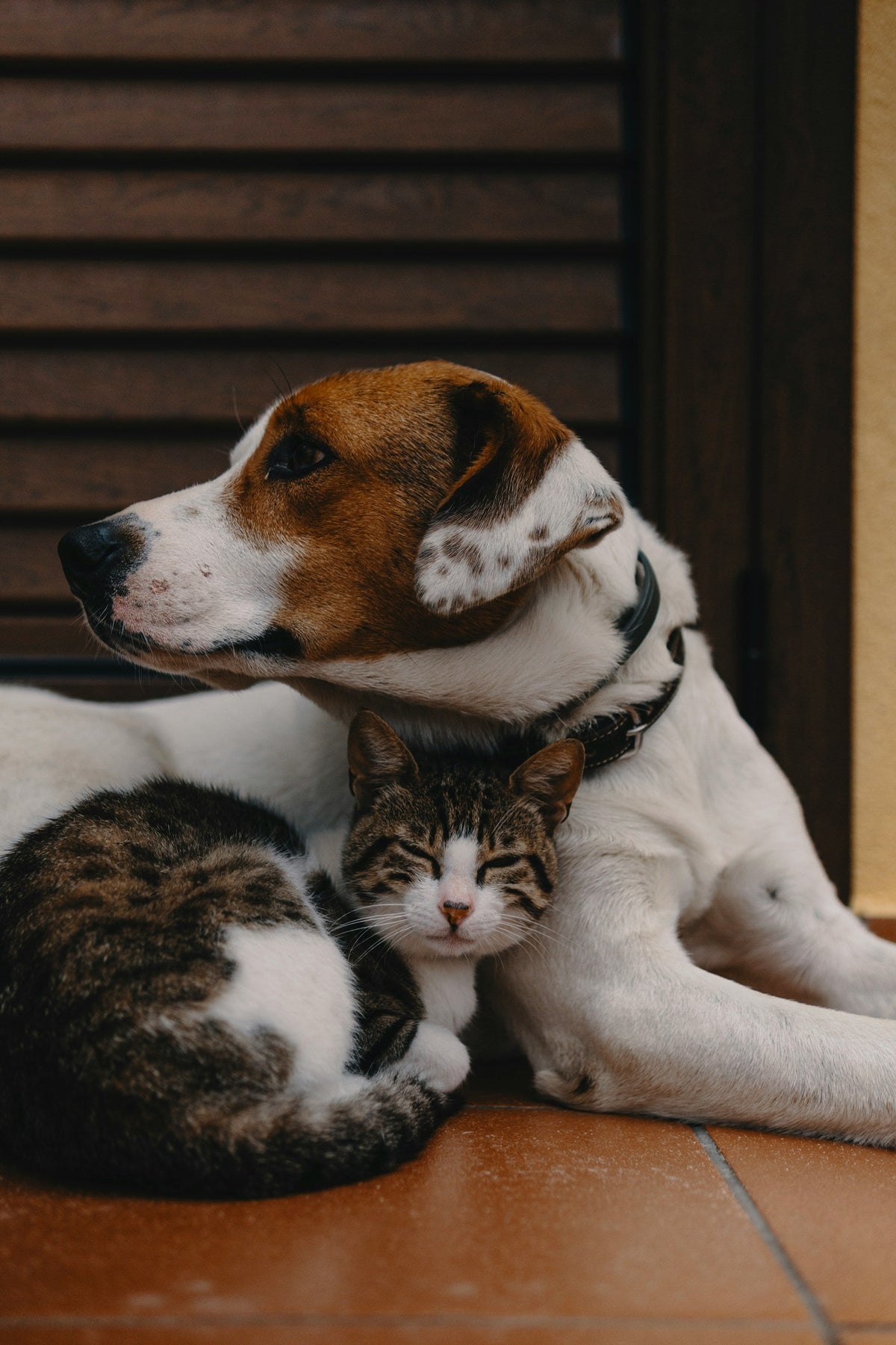 Dog & Cat Supplies